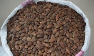 如何挑选胖大海 挑选胖大海方法介绍