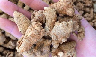 如何挑选三七 怎么挑选三七