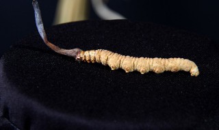 冬虫夏草如何挑选 怎么选冬虫夏草