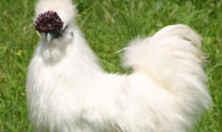 如何挑选乌鸡 选择乌鸡的流程