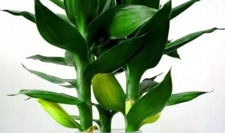 富贵竹买回来怎么处理才放到瓶里 怎么处理富贵竹才放到瓶里