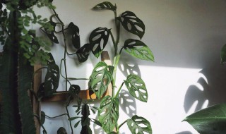 为什么家里不能养龟背竹 家里不能养龟背竹的原因