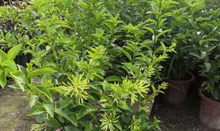 夜来香怎么养开花多 关于夜来香怎么养开花多