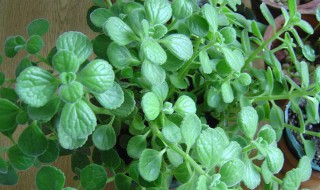 碰碰香变黄了怎么救 碰碰香变黄了的补救方法