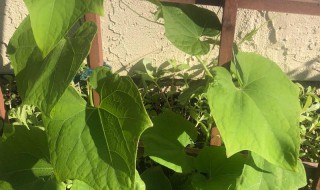 佛手瓜怎样管理可以早开花 怎样管理佛手瓜可以早开花