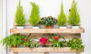 7种适合卧室养的植物 7种适合卧室养的植物有哪些