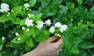 茉莉花怎么栽培 茉莉花的栽培方法