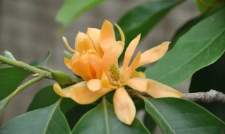 黄葛兰怎么种植和养护 黄葛兰种植方法介绍