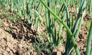 北方白露葱的种植方法 北方白露葱如何种植