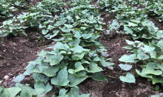 地瓜叶怎么种植方法 地瓜叶的种植方法介绍
