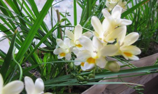 香雪兰怎么种 香雪兰如何种