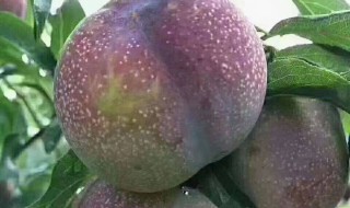 李子品种 李子品种有哪些