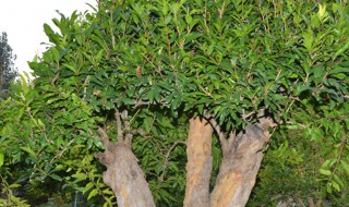 石榴树修枝怎么修 石榴树修枝如何修