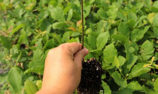 栎树传粉方式 栎树的传粉方式