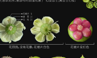 哪些植物吃了会躺板板 关于哪些植物吃了会躺板板