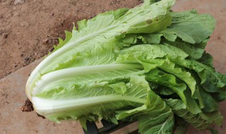 白菜移栽的方法和注意事项 白菜如何移栽