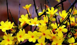 迎春花和连翘花的区别 迎春花和连翘花的区别是什么