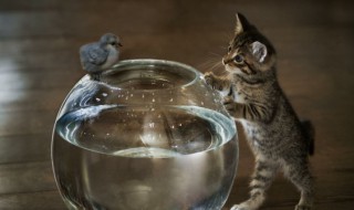 蓝桉已遇释槐鸟什么意思 蓝桉已遇释槐鸟意介绍