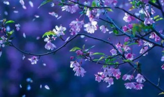 芳心是什么意思 芳心意思介绍