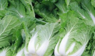 蔬菜名字有哪些 关于蔬菜名字