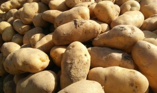 马铃薯窖储存方法 马铃薯窖怎样储存