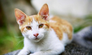 家庭储存猫粮方法 家庭怎么储存猫粮