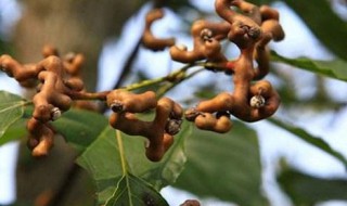 歪枣的作用和储存方法 歪枣的作用