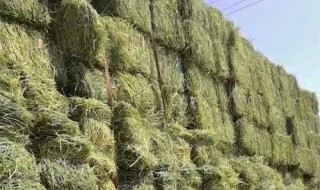 储存干草料方法 干草的储存和制作
