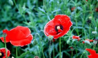 罂栗花是代表什么意思 罂栗花指什么