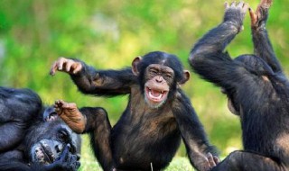 什么叫人类是天生社会性动物 为什么人类是天生社会性动物