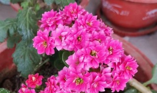 为什么叫长寿花 长寿花为什么叫长寿花