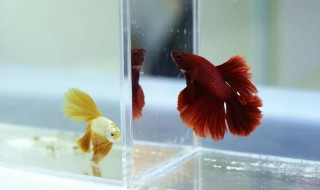 中层小型热带鱼有哪些 有哪些中层小型热带鱼