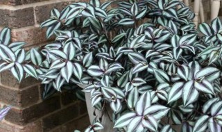 长得快的植物有哪些 长得快的植物介绍