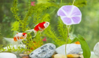 鱼的拼音 鱼的拼音是什么