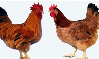 天字一发六可定是什么意思 天字一发六可定应该是什么意思