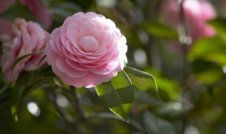 蓓蕾的拼音 蓓蕾词语的读音简介