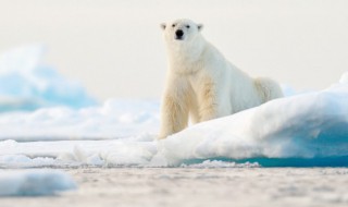 世界动物日标语 世界动物日标语有哪些