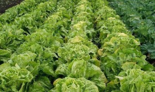 偷青是几月几日 偷青是项有趣的习俗