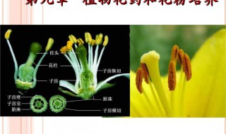 花药离体培养的原理 大家了解吗