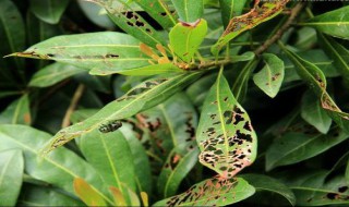 果树病虫害的管理 果树病虫害如何打理