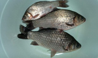 常见的材料怎么钓鲫鱼 看这里