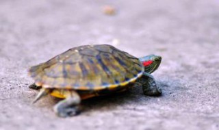 最好给乌龟起个什么名字呢 乌龟起什么名字好听