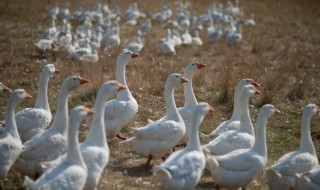 养鸡的技术鹅怎样养 进来看看