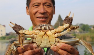 怎么养殖螃蟹，成本和利润多少 螃蟹要怎么养殖，成本和利润多少