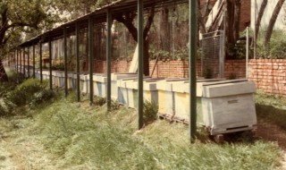 gn箱懒人养蜂法 工蜂在这2种情况下会出现工蜂产卵