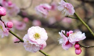 梅花是什么电视剧 精彩内容了解一下