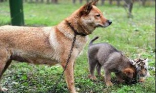 土狗人工养殖最低成本 土狗人工养殖方法