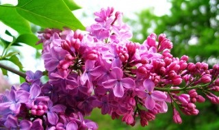 丁香酒泡米能钓鱼否 丁香酒泡米真的很给力