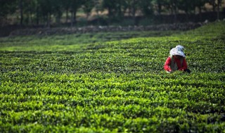 三年级上册暑假阅读手册里的妙笔采撷是什么意思 有什么特殊的含义吗?