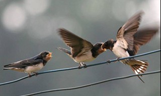 燕子第二自然段写了什么 第二自然段突出了春天的生气